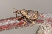 Trachodes hispidus