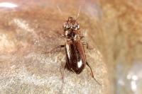 Notiophilus palustris