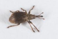 Trichopterapion holosericeum
