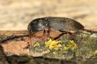 Agriotes obscurus