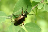 Carabus auratus