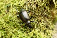 Calosoma inquisitor