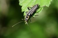 Cantharis paradoxa