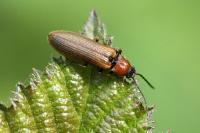 Denticollis linearis