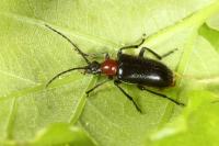Dinoptera collaris