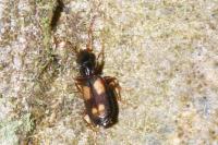 Calodromius spilotus