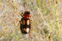 Dromius quadrimaculatus