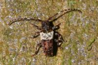 Pogonocherus hispidulus