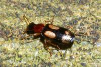Dromius quadrimaculatus
