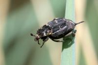Valgus hemipterus