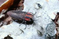 Anthaxia manca