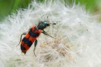 Trichodes alvearius