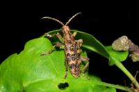 Rhagium sycophanta