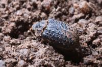 Trox hispidus