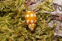 Calvia decemguttata