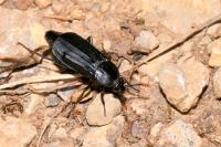 Necrodes littoralis