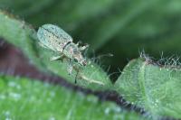 Polydrusus cervinus