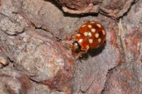 Calvia quatuordecimguttata