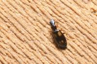Calodromius spilotus
