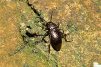Stenomax aeneus