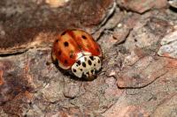 Harmonia quadripunctata