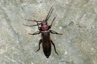 Arhopalus rusticus
