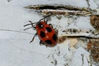 Endomychus coccineus