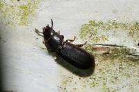 Tenebroides fuscus