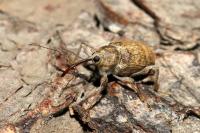 Curculio elephas