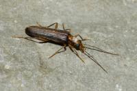Nacerdes carniolica