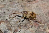 Curculio elephas