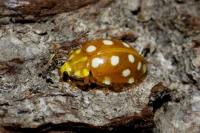 Halyzia sedecimguttata