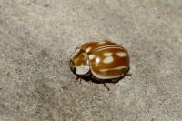Myzia oblongoguttata