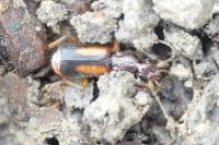 Polistichus connexus
