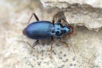 Leistus spinibarbis