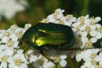 Cetonia aurata