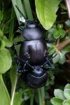 Timarcha tenebricosa
