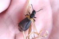 Sitaris muralis