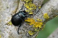 Timarcha goettingensis