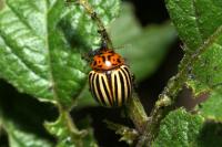 Leptinotarsa decemlineata