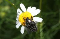 Oxythyrea funesta