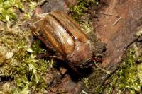 Amphimallon solstitiale
