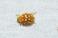 Halyzia sedecimguttata