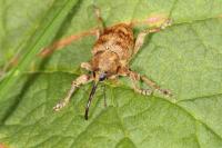 Curculio venosus