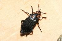 Necrodes littoralis