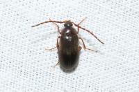 Hymenalia rufipes