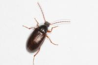 Gonodera luperus