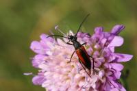 Stenurella melanura