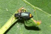Malachius bipustulatus