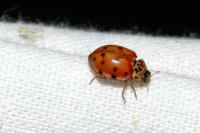 Harmonia quadripunctata
